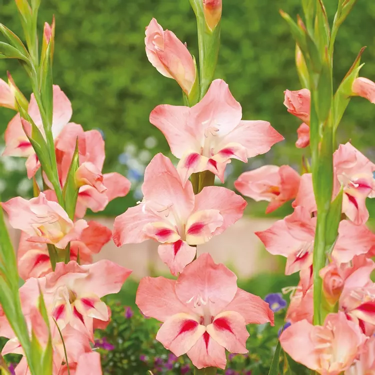 Nanus Nathalie Hardy Gladiolus de Jager Bulbs